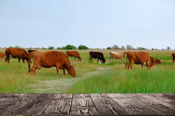 Empty wooden table and cows grazing in field on background. Animal husbandry concept