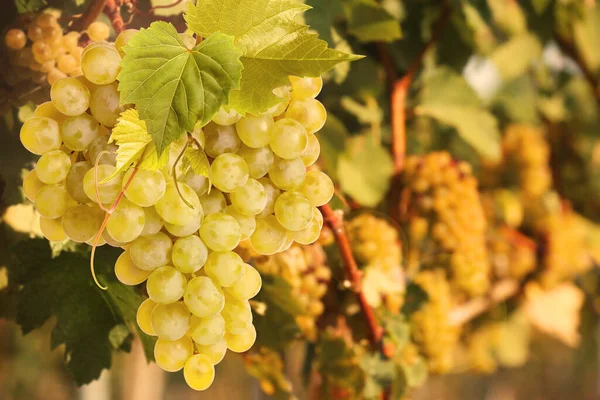 Uvas Frescas Maduras Suculentas Que Crescem Ramos Vinha Espaço Para — Fotografia de Stock