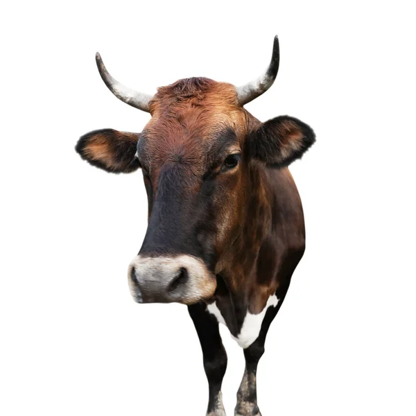 Красивая Коричневая Корова Белом Фоне Животноводство — стоковое фото