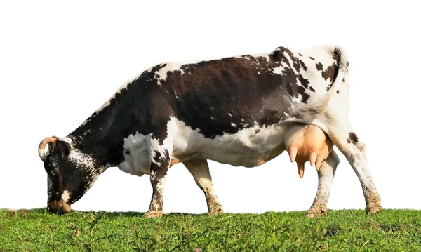 Bela Vaca Pastando Fundo Branco Criação Animais — Fotografia de Stock