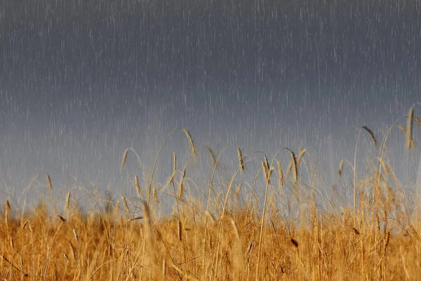 灰色の日に麦畑に大雨 — ストック写真