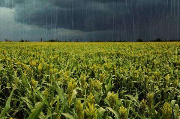 Chuva Forte Sobre Plantas Milho Verde Campo Dia Cinzento — Fotografia de Stock