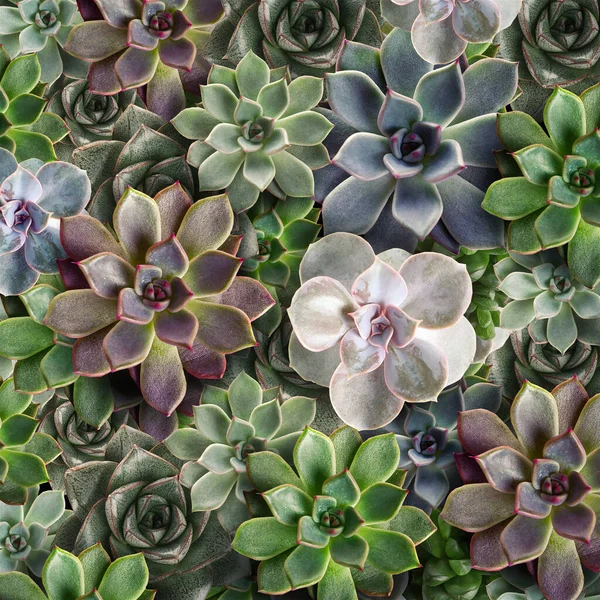 Arka plan olarak çok güzel sulu bitkiler, üst görünüm