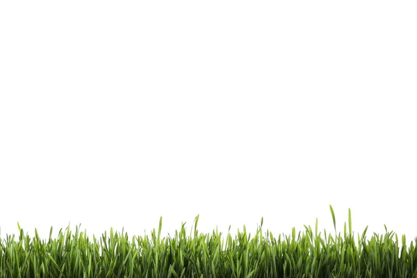 Fresh Green Grass Isolated White Spring Season — Stock Photo, Image
