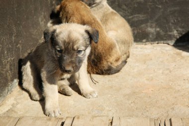 Güneşli bir günde başıboş köpek yavruları. Yavru hayvanlar