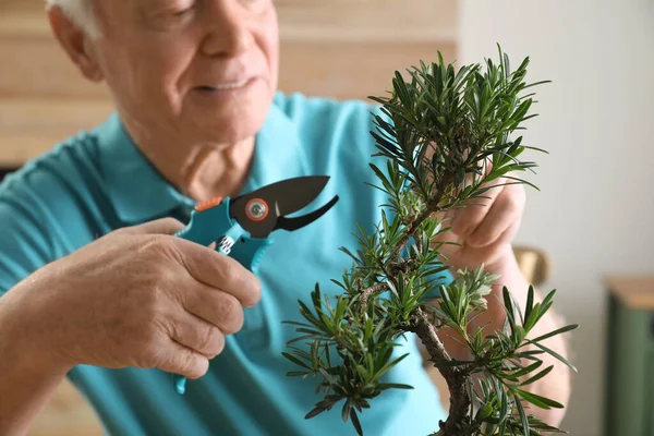 Idősebb Férfi Aki Japán Bonsai Növényt Gondozza Idebent Közelről Zen — Stock Fotó