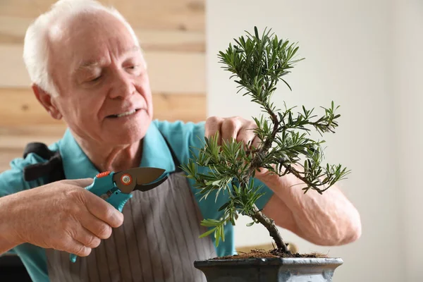 Idősebb Férfi Aki Japán Bonsai Növényt Gondozza Zen Hangulat Teremtése — Stock Fotó