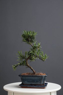 Japon bonsai bitkisi beyaz masada. Evde zen atmosferi oluşturuluyor