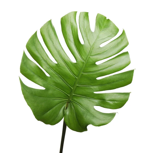 Folha Tropical Verde Fresca Isolada Sobre Branco — Fotografia de Stock