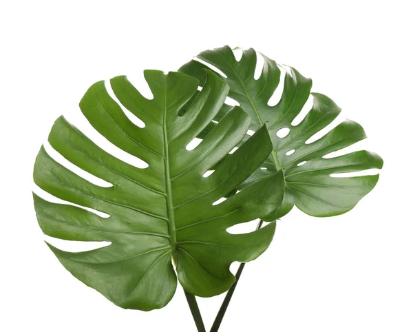Fresh green tropical leaves on white background