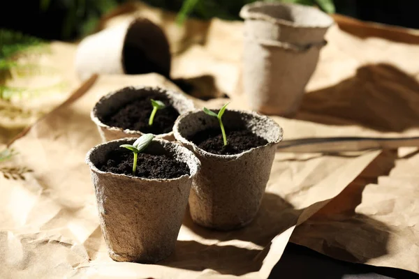 Jeunes Plants Dans Des Pots Tourbe Sur Table — Photo