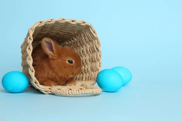 Прекрасный Пушистый Кролик Плетеной Корзине Пасхальные Яйца Светло Голубом Фоне — стоковое фото