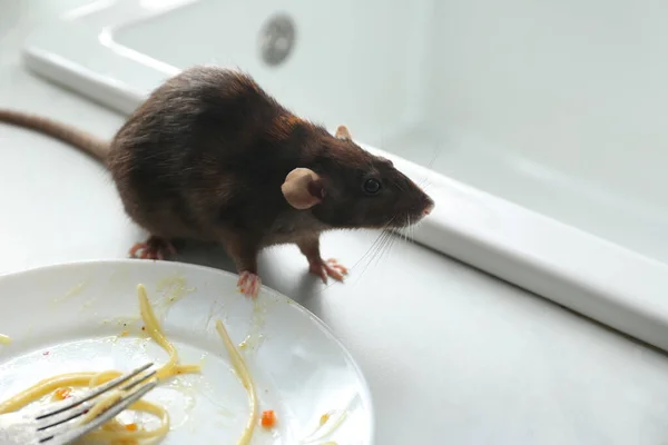 Ratte Neben Schmutzigem Teller Auf Küchentheke Schädlingsbekämpfung — Stockfoto