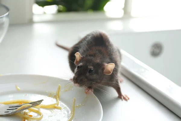 Ratto Vicino Piatto Sporco Sul Bancone Della Cucina Controllo Dei — Foto Stock