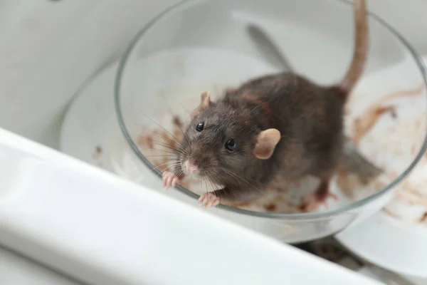 Krysy Špinavé Nádobí Kuchyňském Dřezu Kontrola Škůdců — Stock fotografie