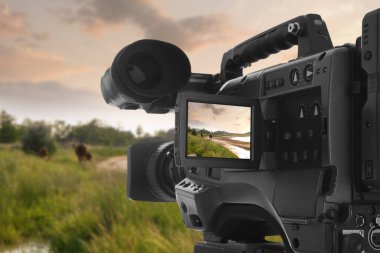 Profesyonel video kamerada ineklerle güzel manzara görüntüsü kaydediliyor.