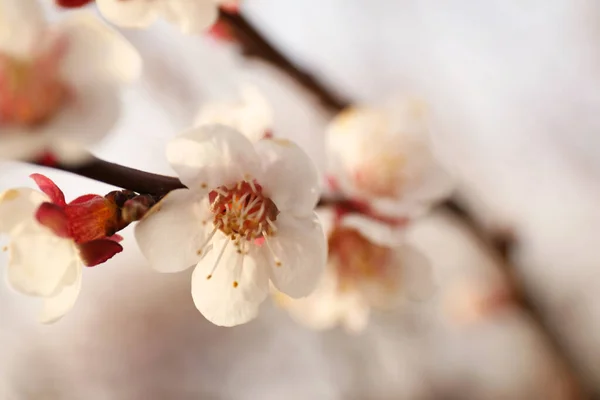 Vista Vicino Dell Albero Fiore All Aperto Giorno Primavera — Foto Stock