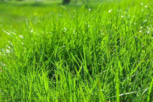 Пышная Зеленая Трава Открытом Воздухе Солнечный День Крупным Планом — стоковое фото