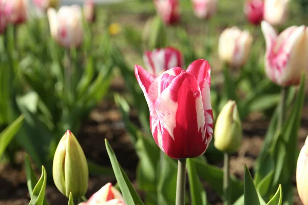 Mooie Bloeiende Tulp Buiten Zonnige Dag — Stockfoto