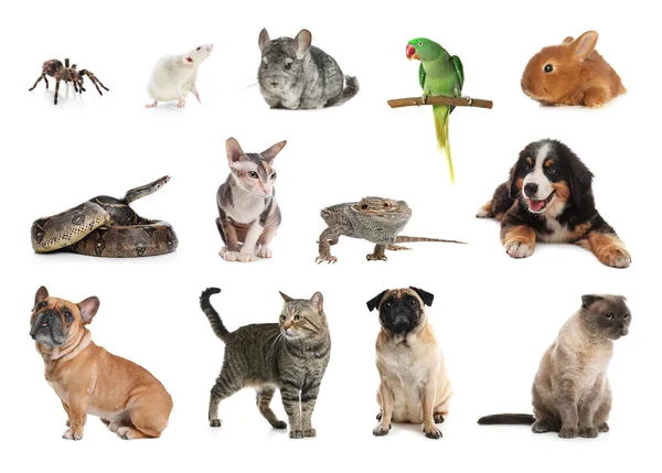 Set Different Pets White Background — Stock Photo, Image