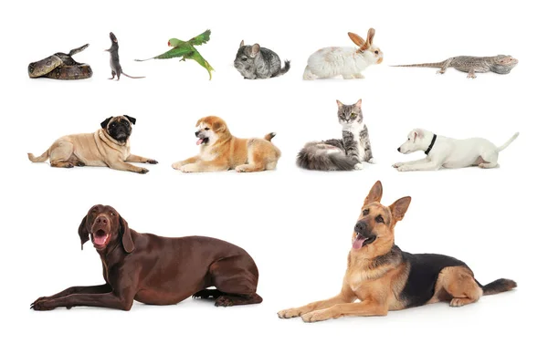 Set Von Verschiedenen Haustieren Auf Weißem Hintergrund — Stockfoto