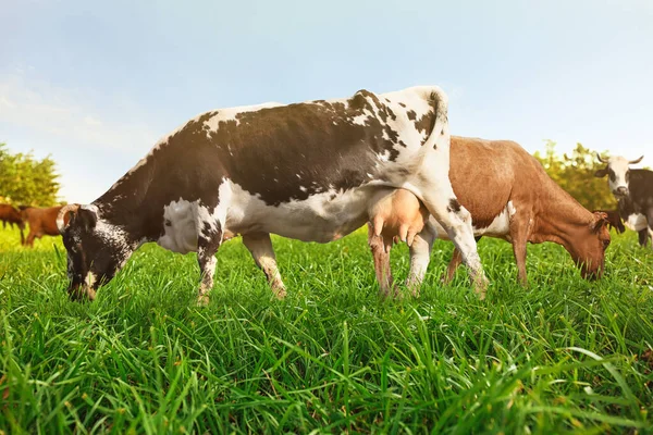 阳光明媚的日子里 美丽的奶牛在户外吃草 — 图库照片