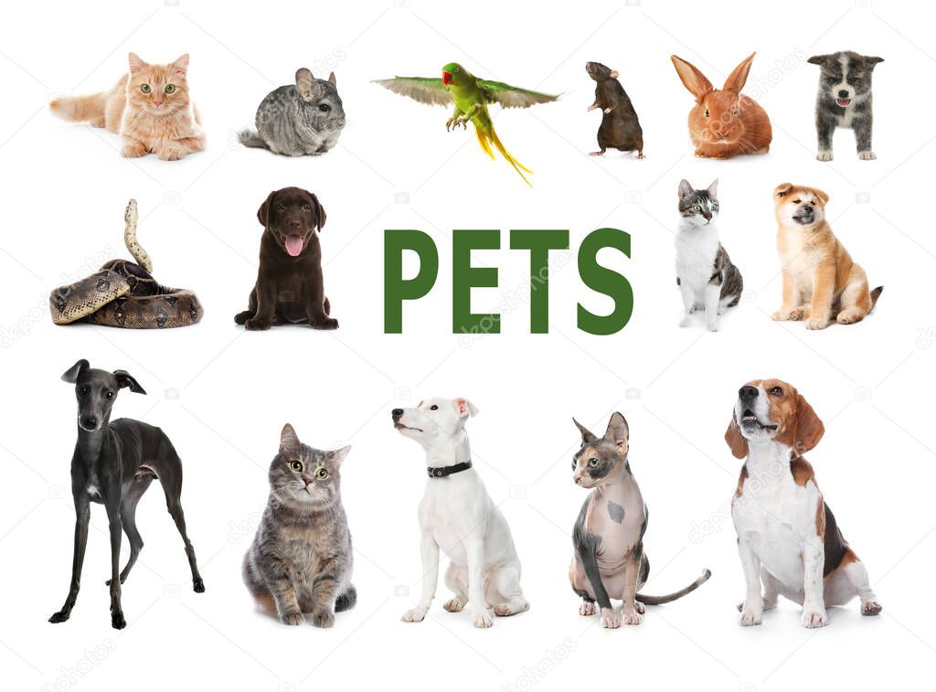 Set of different pets on white background