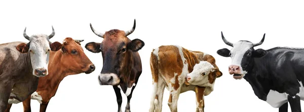 Collage Von Kühen Auf Weißem Hintergrund Bannerdesign Tierhaltung — Stockfoto