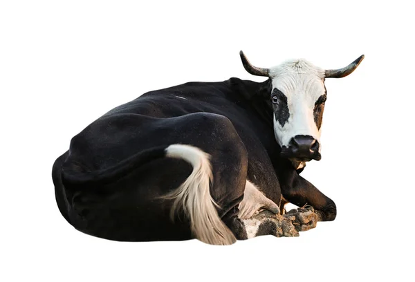 Krásná Kráva Bílém Pozadí Chov Zvířat — Stock fotografie