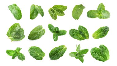 Beyaz arkaplanda yeşil nane yapraklarıyla kurulmuş.
