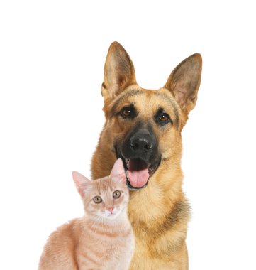 Beyaz arka planda sevimli kedi ve köpek. Yumuşak arkadaşlar