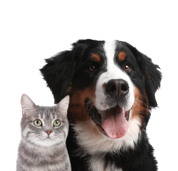 Nette Katze Und Hund Auf Weißem Hintergrund Flauschige Freunde — Stockfoto