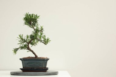 Beyaz arka planda Japon bonsai bitkisi, metin için boşluk. Evde zen atmosferi oluşturuluyor
