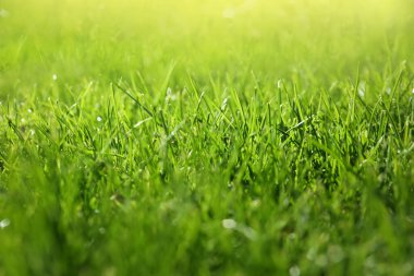 Güneşli bir günde yemyeşil çimenler, yakın çekim.