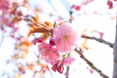 Açık havada çiçek açan Sakura ağacının yakın görüntüsü. Japon kirazı