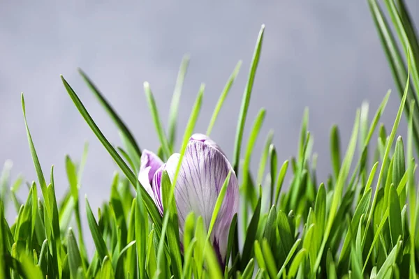 Friss Zöld Crocus Virág Világos Háttérrel Közelkép Tavaszi Szezon — Stock Fotó