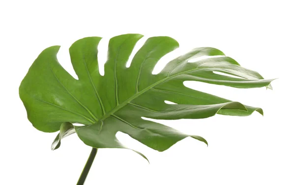 Hoja Tropical Verde Fresca Aislada Blanco — Foto de Stock