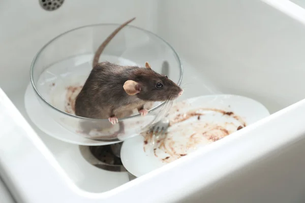 Rat Vaisselle Sale Dans Évier Cuisine Lutte Antiparasitaire — Photo