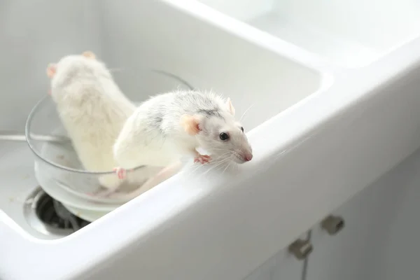 Des Rats Vaisselle Sale Dans Évier Lutte Antiparasitaire — Photo