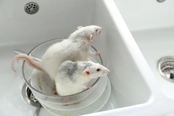 Ratti Piatti Sporchi Nel Lavandino Della Cucina Controllo Dei Parassiti — Foto Stock