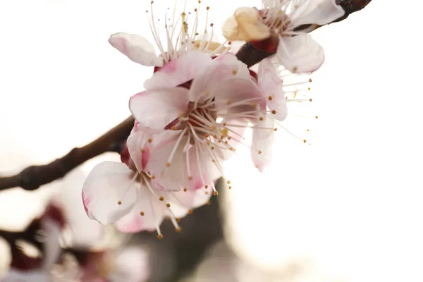 Vista Vicino Dell Albero Fiore All Aperto Giorno Primavera — Foto Stock