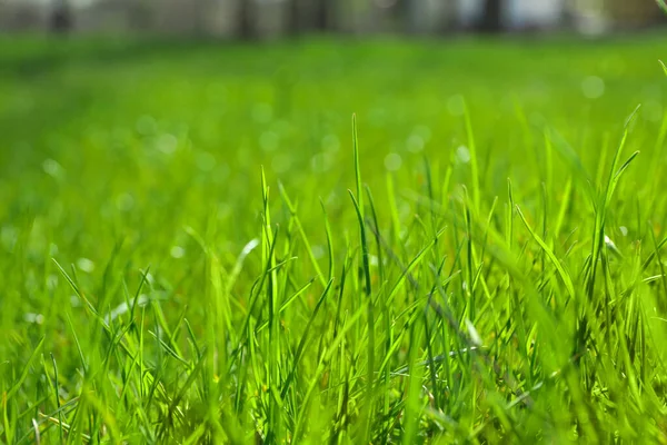 Exuberante Hierba Verde Aire Libre Día Soleado Primer Plano —  Fotos de Stock