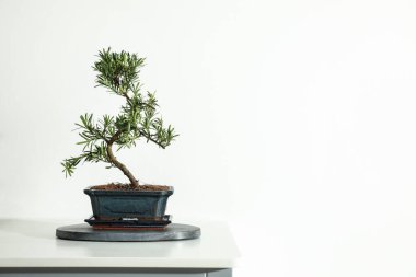 Beyaz arka planda Japon bonsai bitkisi, metin için boşluk. Evde zen atmosferi oluşturuluyor