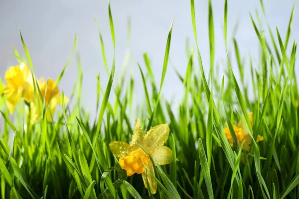 Grama Primavera Brilhante Narcisos Com Orvalho Sobre Fundo Cinza — Fotografia de Stock