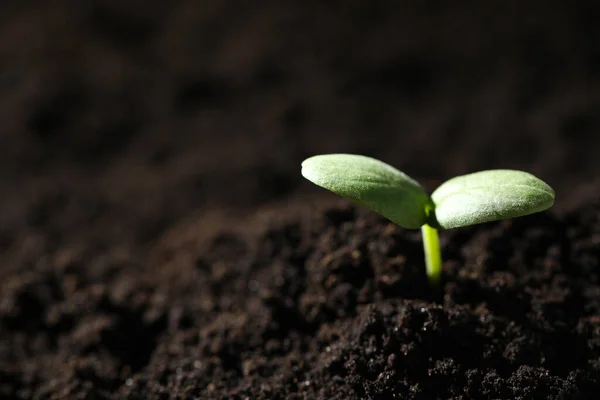 Unga Plantor Som Växer Jord Närbild Plats För Text — Stockfoto