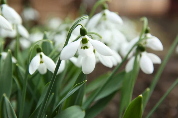 Beautiful Snowdrops Growing Garden Closeup Spring Flowers — Stock Photo, Image