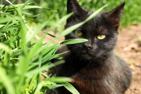 緑の草の近くに横たわるホームレスの黒い子猫 野良動物 — ストック写真