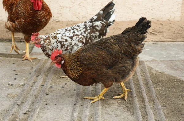 Όμορφα Πολύχρωμα Κοτόπουλα Στην Αυλή Κατοικίδια Ζώα — Φωτογραφία Αρχείου