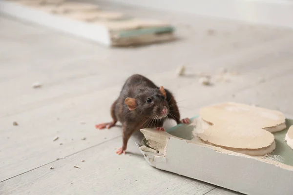 Bruine Rat Knagende Plint Binnen Bestrijding Van Plagen — Stockfoto