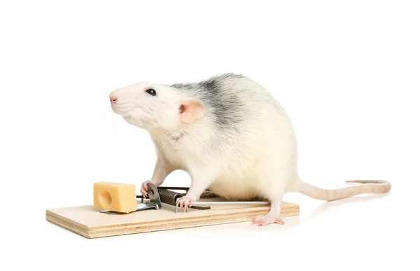 Rat Mousetrap Cheese White Background Pest Control — Stock Photo, Image